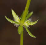 Piedmont bedstraw